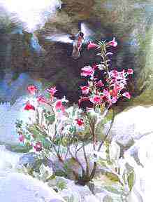 Hummingbird Hummingbird